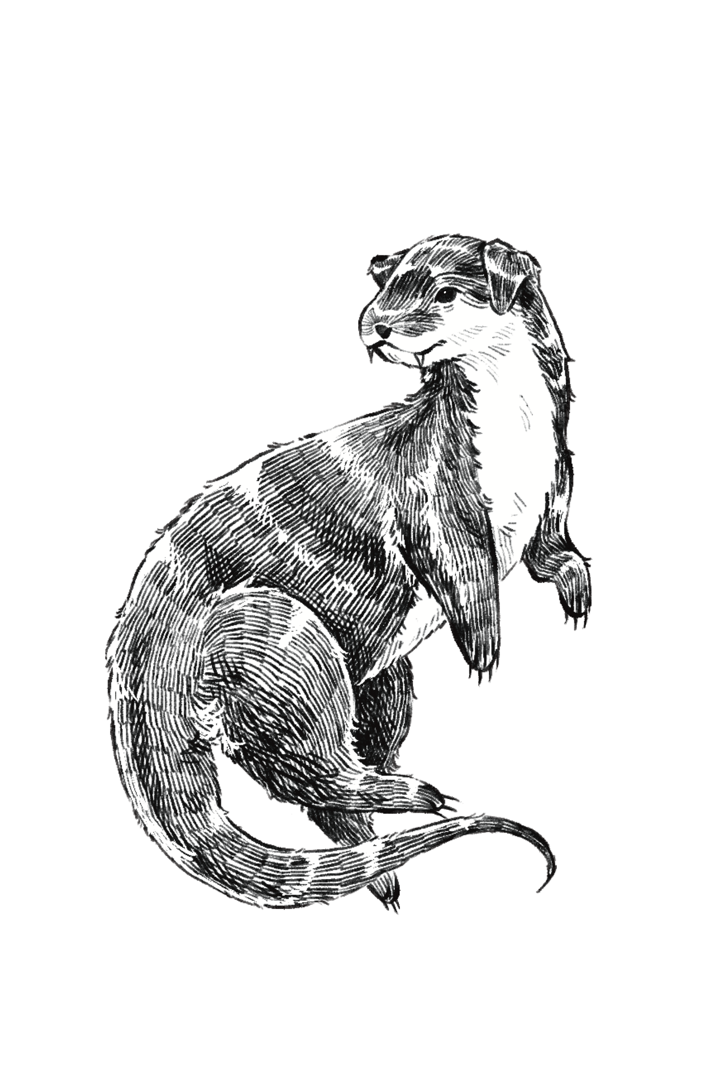 A black and white illustration of a dobhar-chú, an otter-like creature from Irish folklore.
